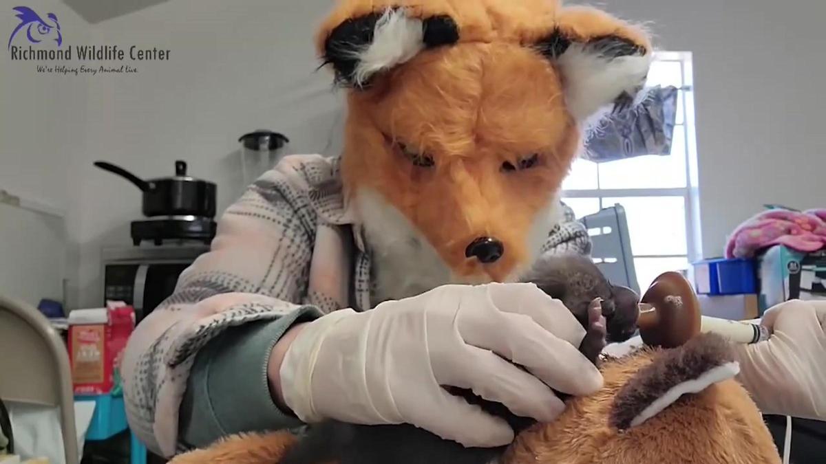 Personal del Richmond Wildlife Center (Estados Unidos) se disfraza para cuidar a un cachorro de zorro huérfano