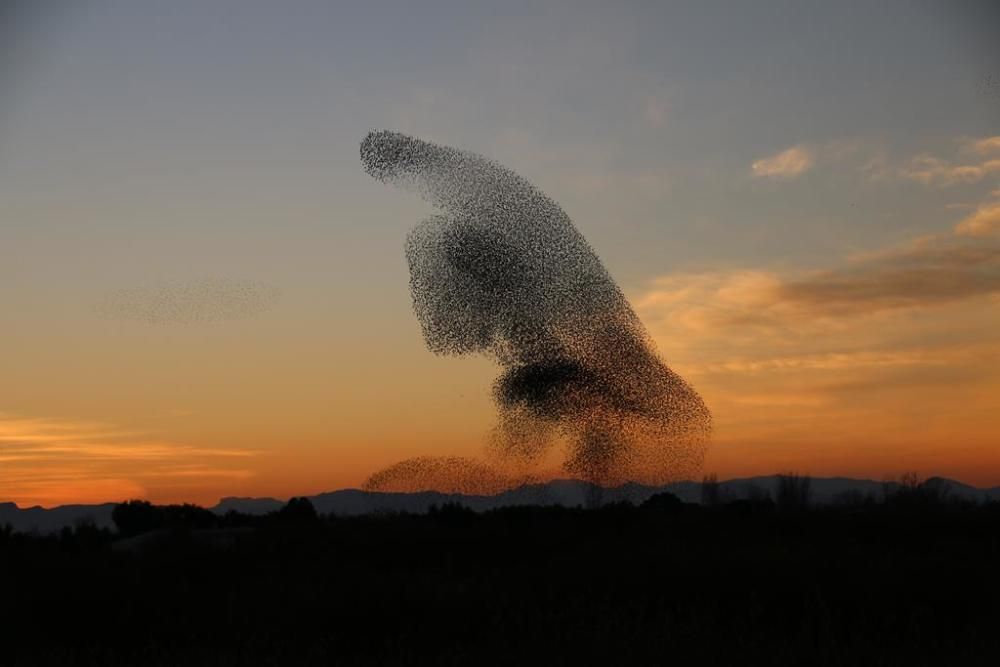 Núvols d'estornells a l'Empordà