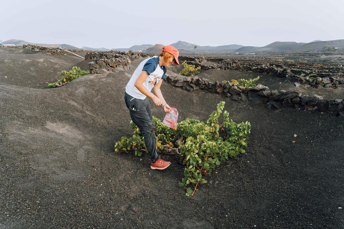 Las viñas de Lanzarote