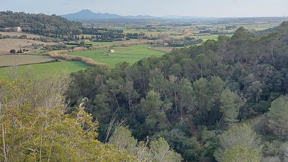 Blick auf das Tal mit dem anhand der Schilfbestände sichtbaren Verlauf des Sturzwassergrabens.