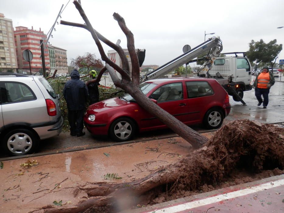 Árbol caído en Alzira