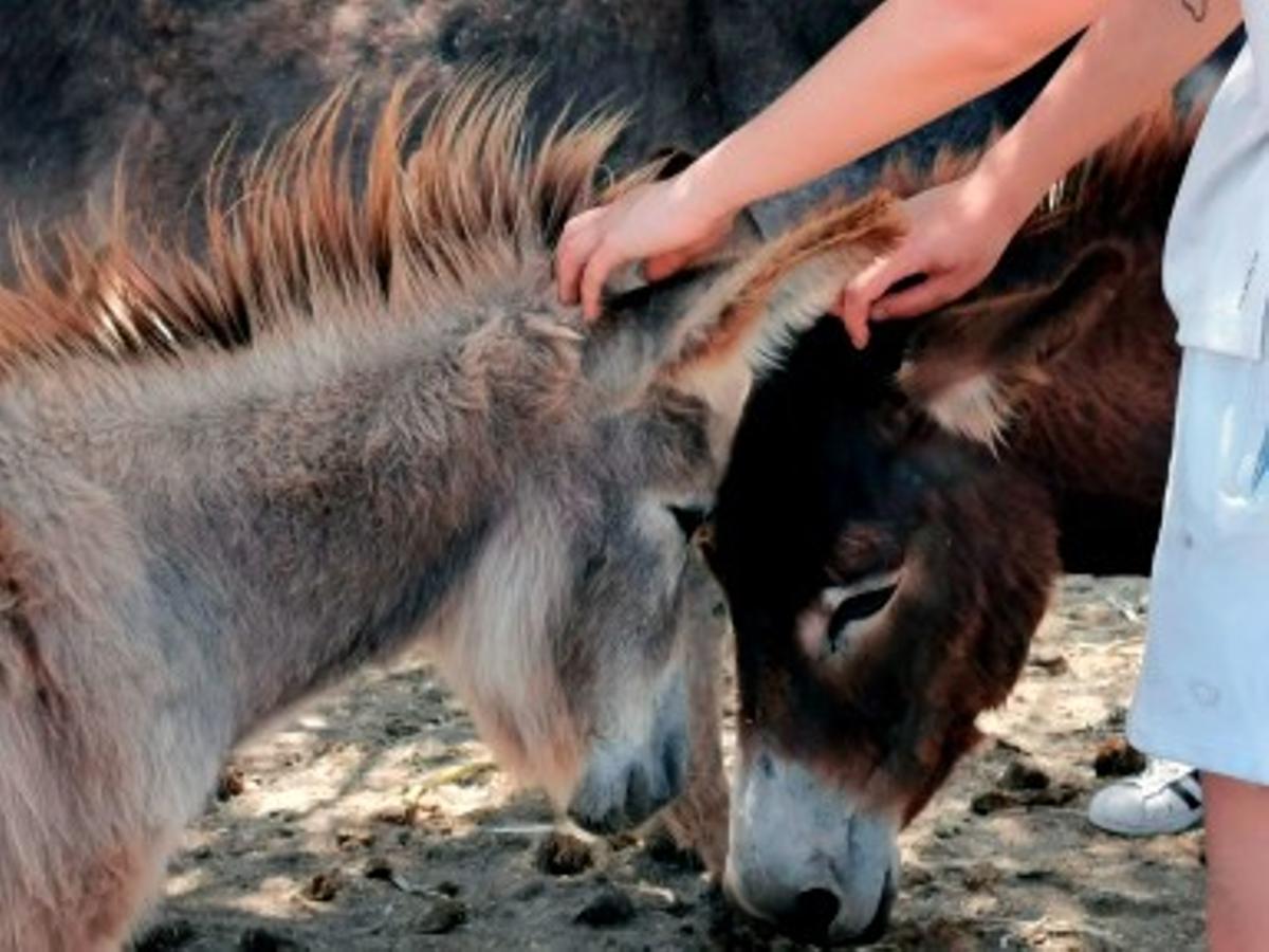 Una cuidadora acaricia dos burros en una imagen de archivo.
