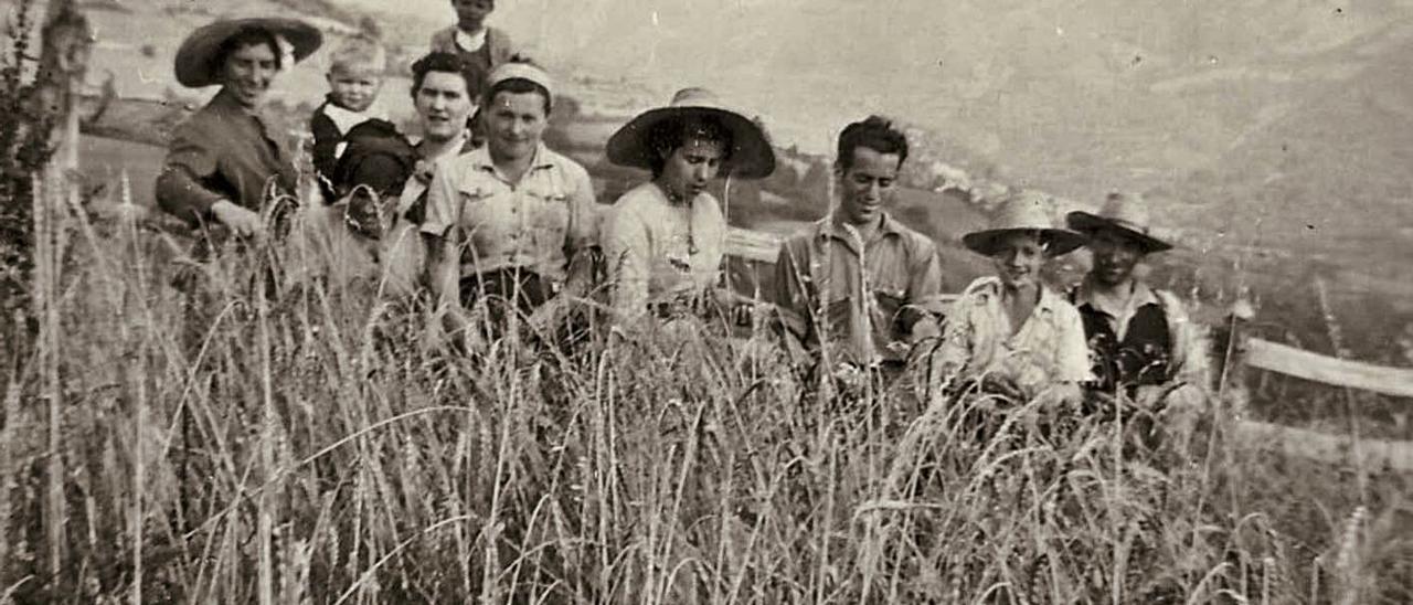 Recogida de escanda en la localidad casina de Bueres. | “Los Bribones”