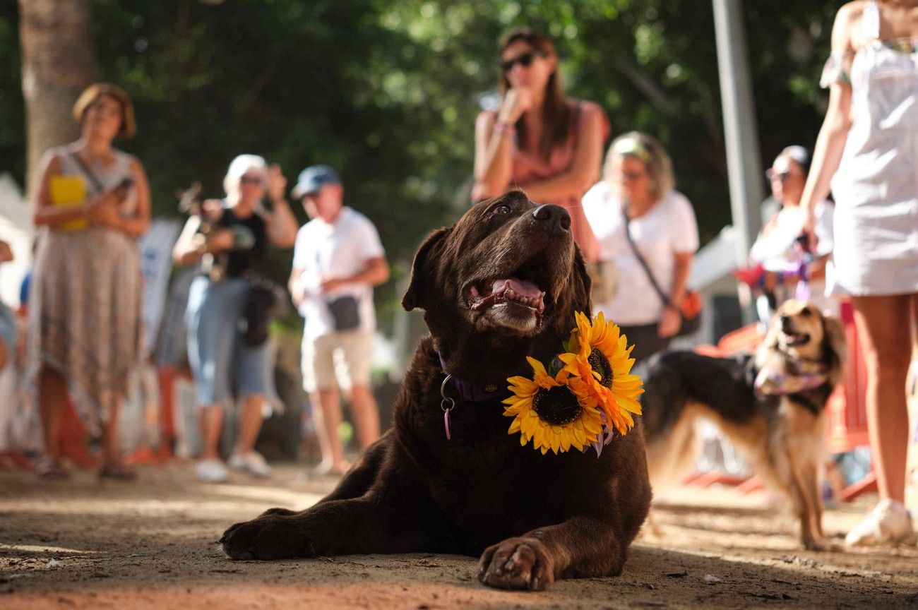 Día de los Animales en Santa Cruz