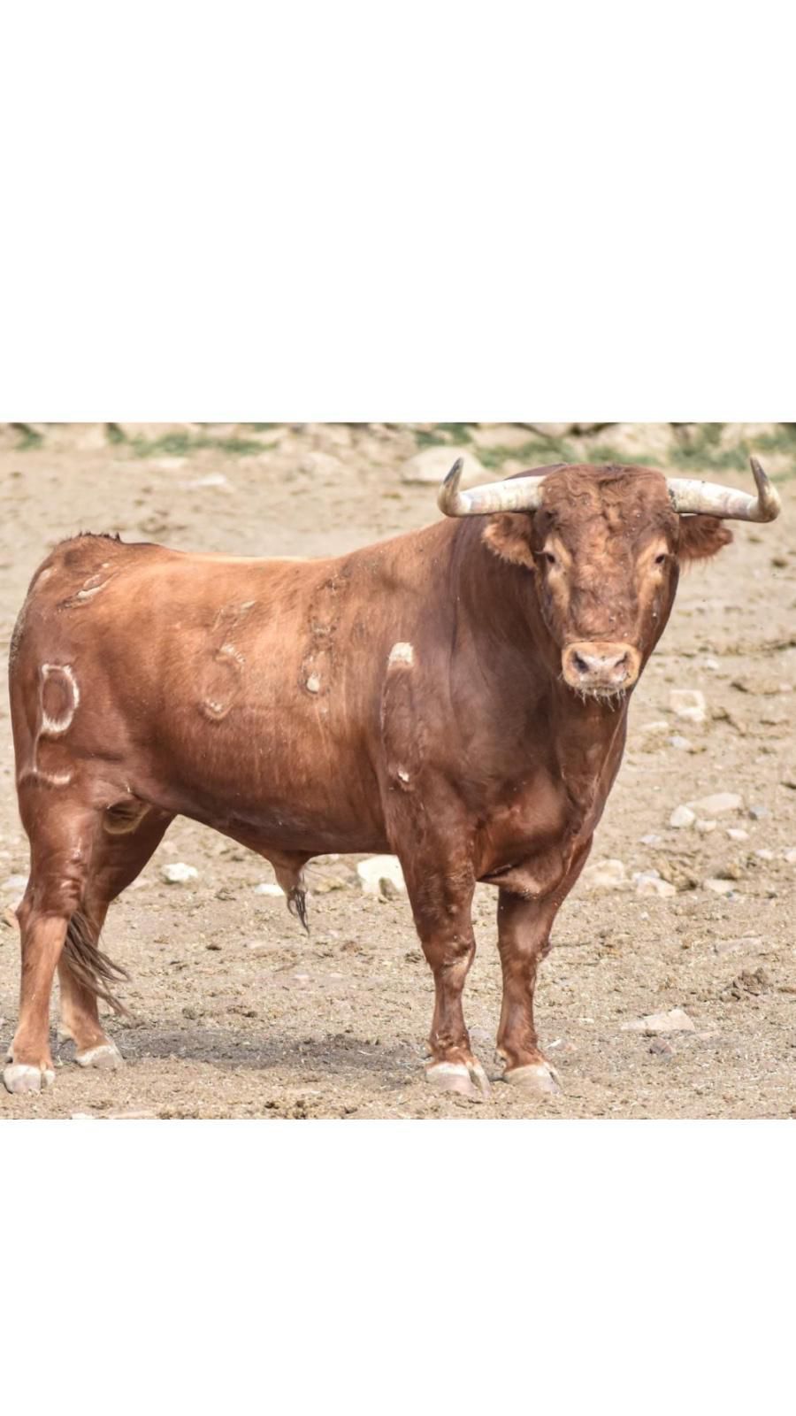 Las fotos de los 12 toros que exhibirá Almenara en sus fiestas patronales