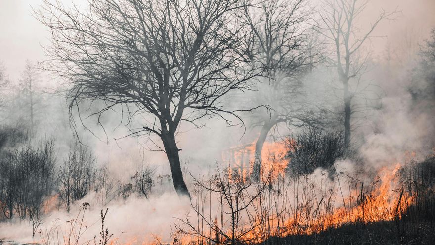 Archivo - Los incendios afectan de forma desigual a los suelos según clima, vegetación e intensidad del fuego, revela el CSIC.