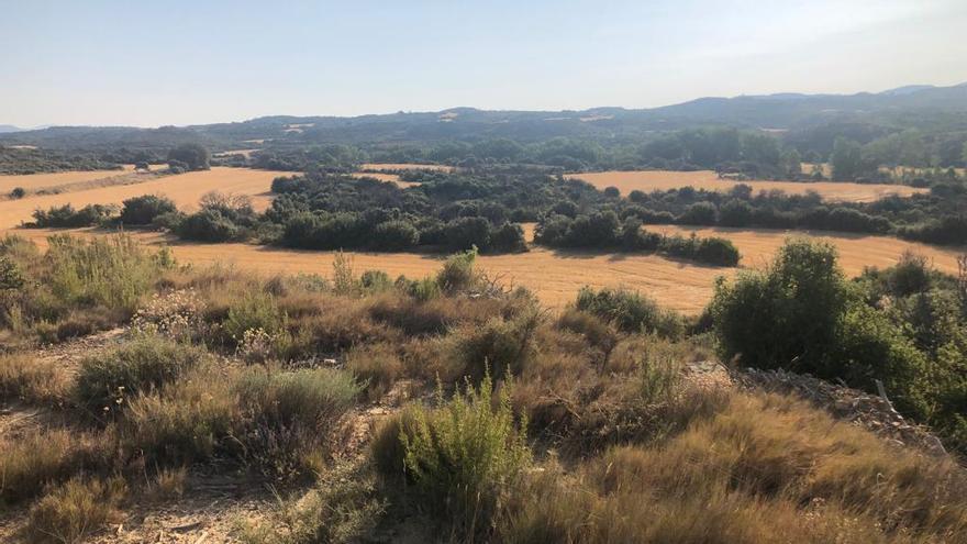 La naturaleza se recupera despacio tras el incendio en la sierra de Luna en 2015