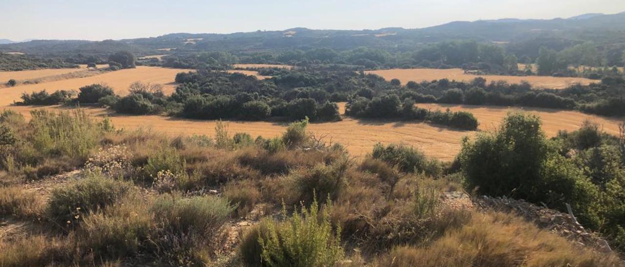La vegetación ha resurgido entre los campos de cereal de Asín, en las Cinco Villas, tras el incendio de 2015.