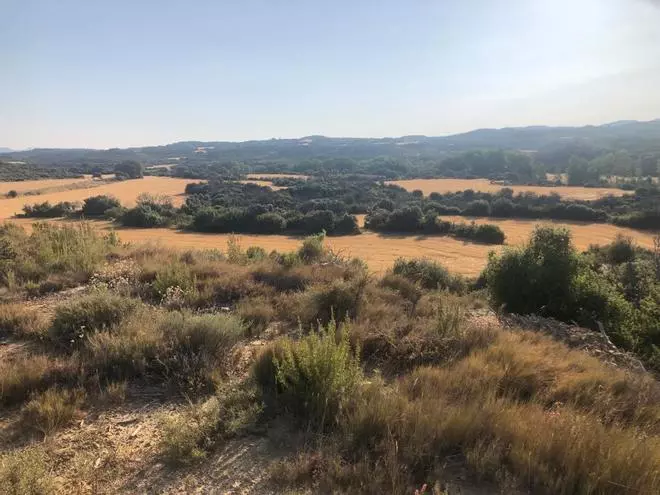 La naturaleza se recupera despacio tras el incendio en la sierra de Luna en 2015