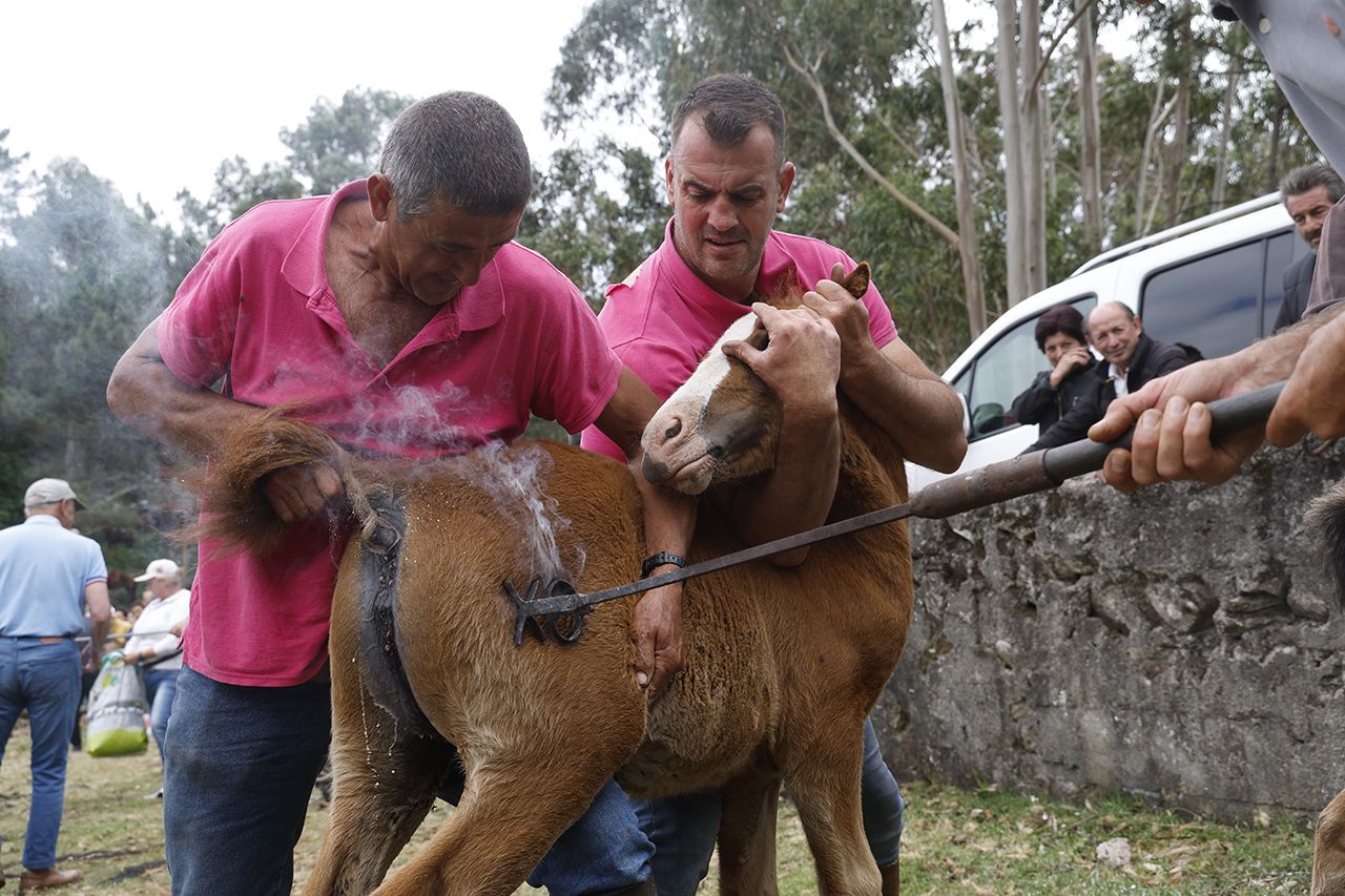 Modesto Domínguez marca a hierro a un animal en Mougás.