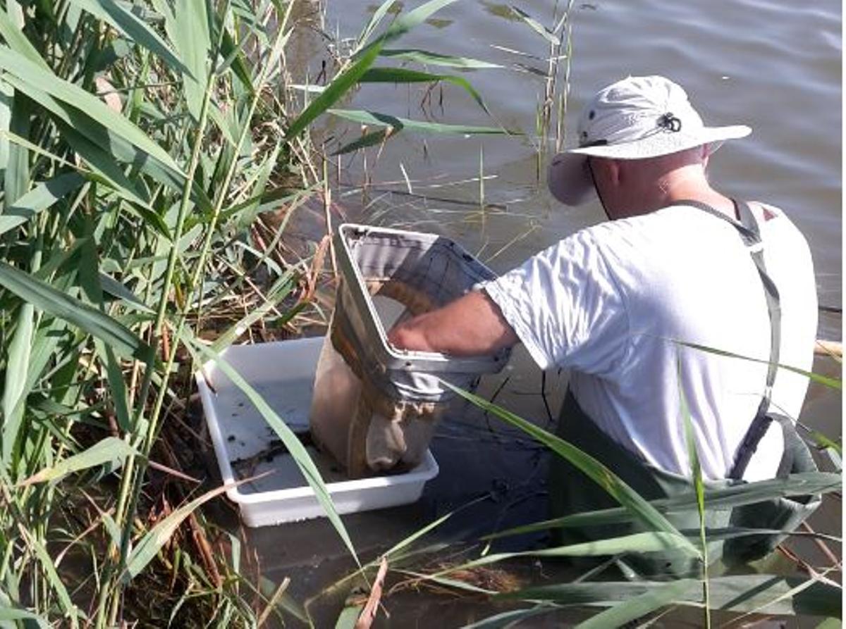 La gestión de este espacio ha aportado al Parque Natural de L’Albufera un aumento de su biodiversidad.