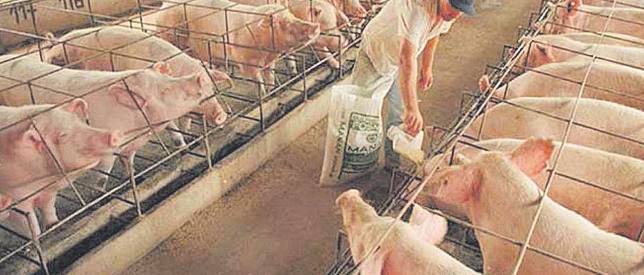 Un hombre alimenta cerdos en una granjaporcina.