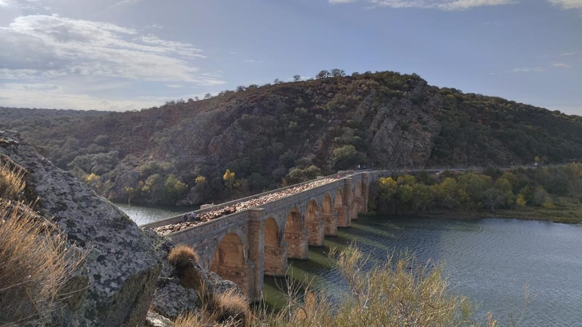 Paso de las ovejas por Puente Quintos hacia la comarca de Tábara