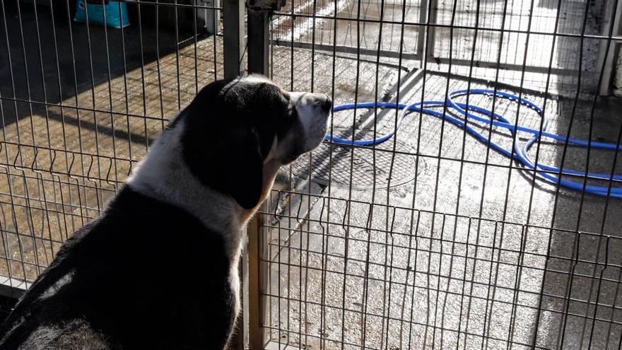 Alertan del envenenamiento de unos perros en el Campus del Milán