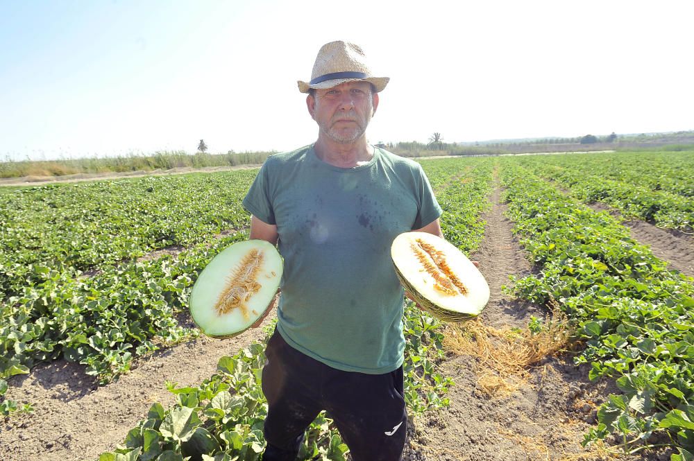 Inicio de la campaña del melón de Carrizales