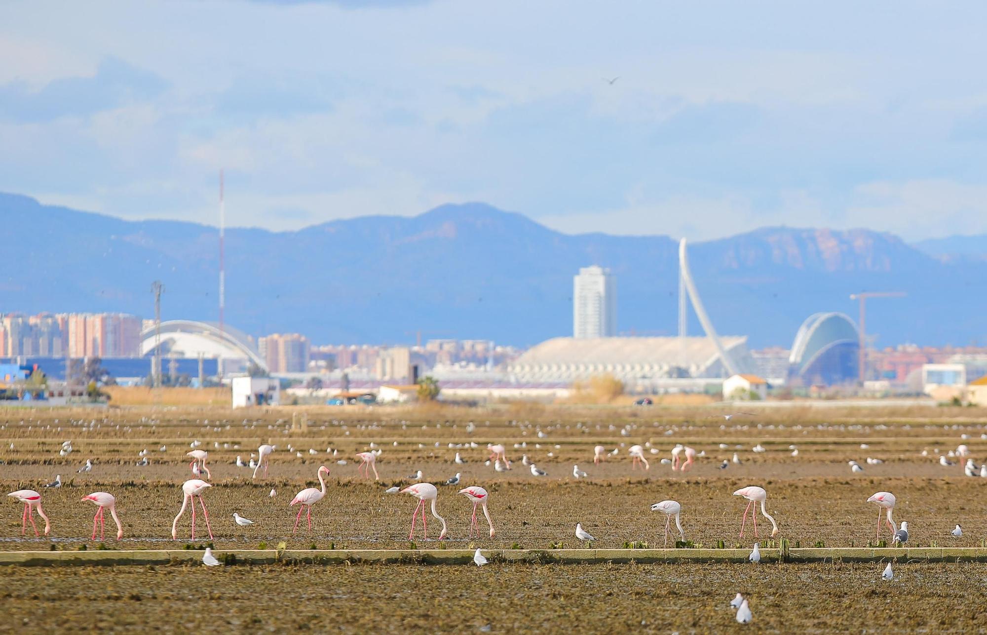 Las mejores imágenes de l'Albufera en el Día Mundial de los Humedales