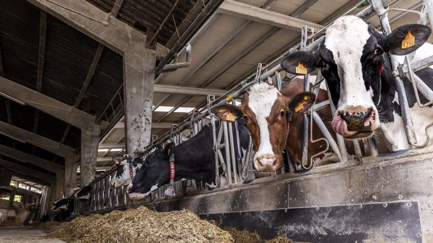 La posición de los veterinarios en la crisis de las vacas por el protocolo de la tuberculosis: el sacrificio es &quot;la única opción&quot;