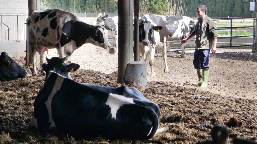 L&#039;Eduard Toral troba una solució per salvar les seves vaques