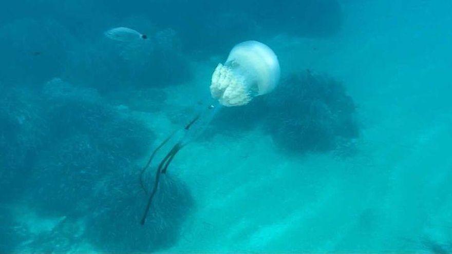 Una medusa en cala Egos