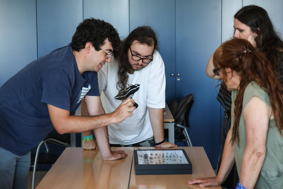 Un taller para identificar las abejas silvestres de Baleares