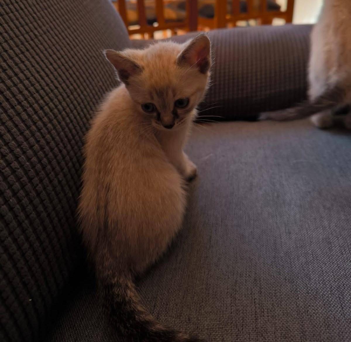 Un gato sin hogar, aún en el refugio.