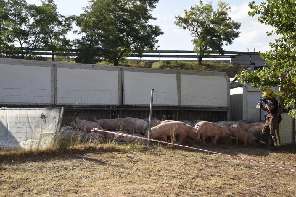 Accident d'un camió de porcs a Manresa