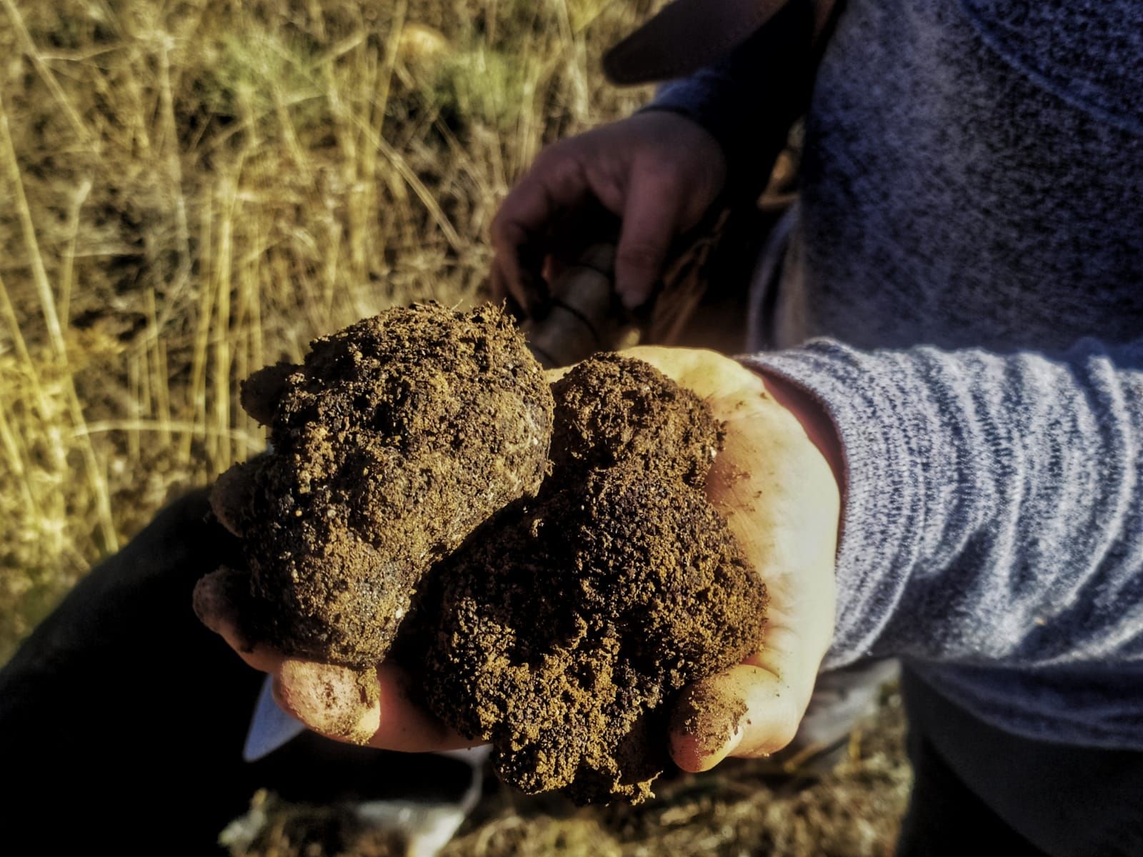 La truficultura invade la Serranía: una alternativa a los cultivos de serrano tradicionales