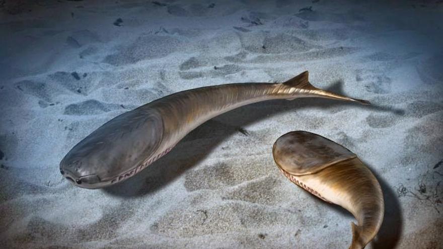 VIDA EN LA TIERRA | La era de los peces comenzó tras una extinción masiva hace 445 millones de años VIDA EN LA TIERRA | La era de los peces comenzó tras una extinción masiva hace 445 millones de años