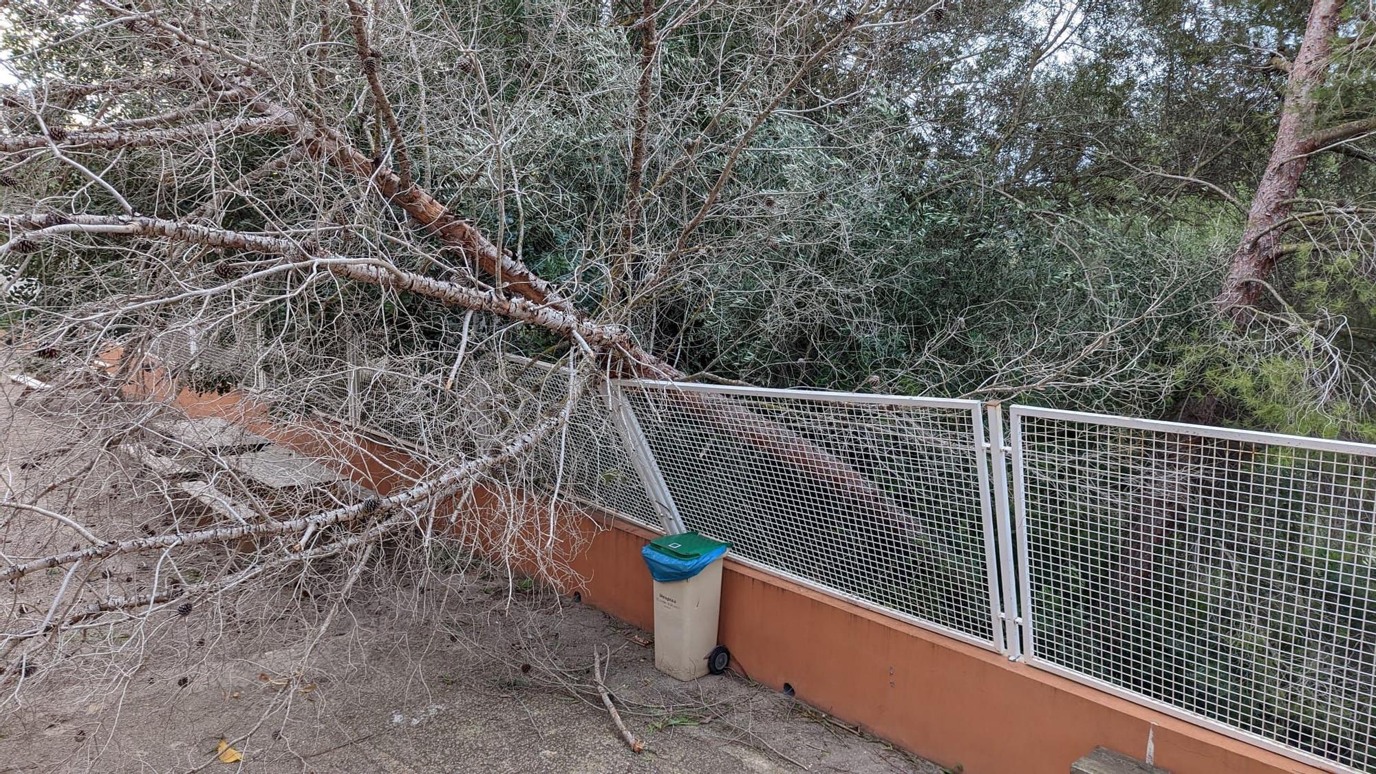 Un árbol cae en el IES Quartó de Portmany