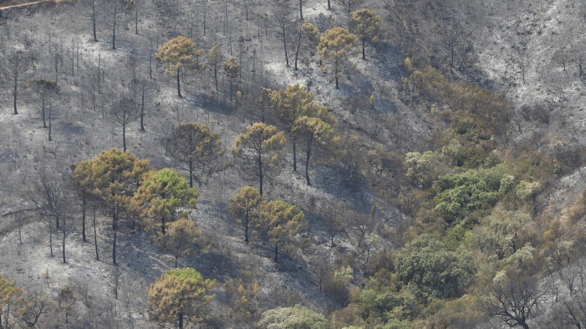 Un incendio en Sierra Bermeja provoca el desalojo de un millar personas en Estepona, Jubrique y Genalguacil