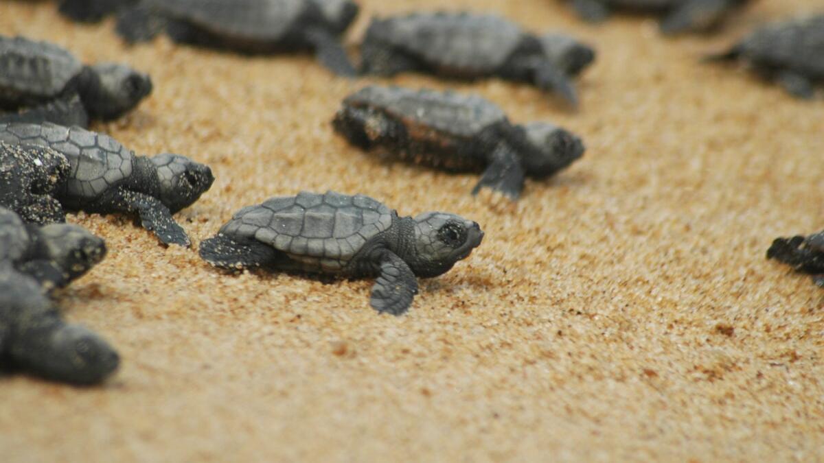 Tortugas marinas sobre la arena, en una foto de archivo