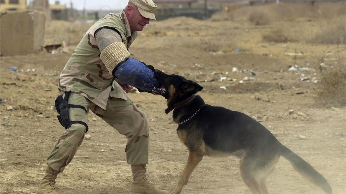 Perros del ejercito americano