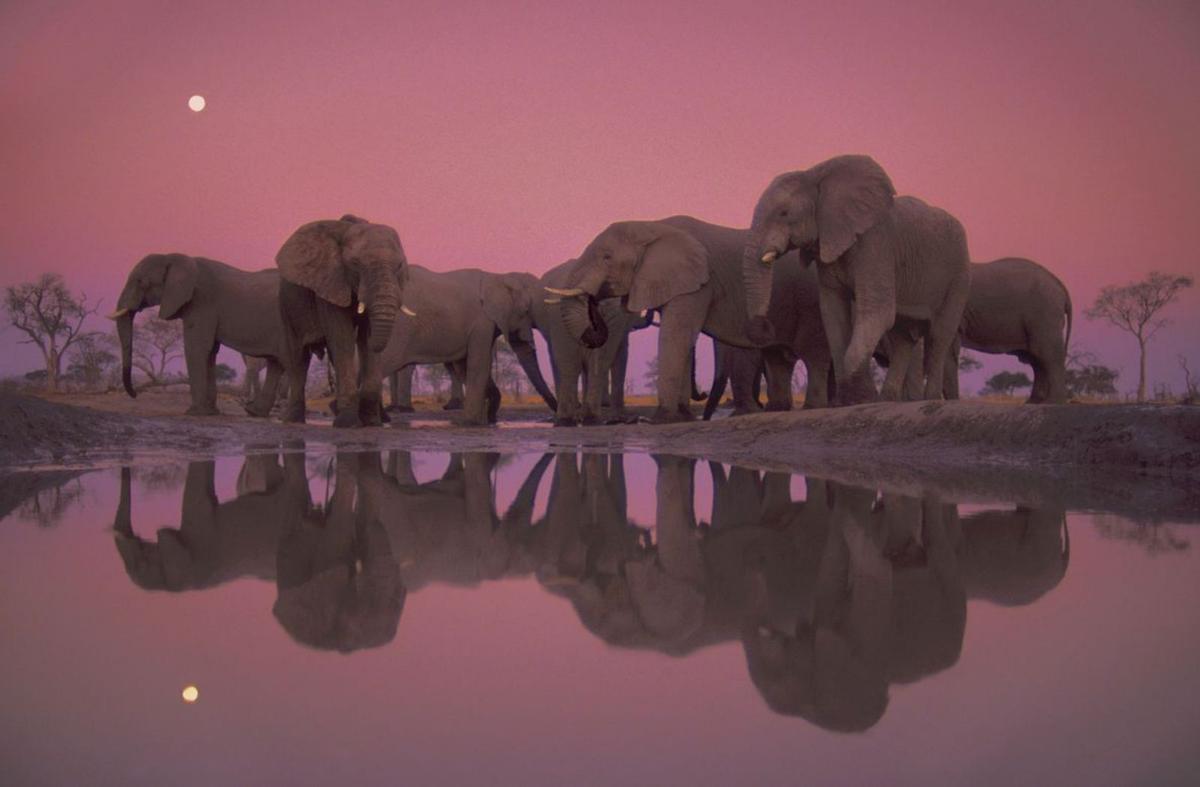Elefantes en el Parque Nacional de Chobe (Botsuana). | TIM LAMAN | NATIONAL GEOGRAPHIC