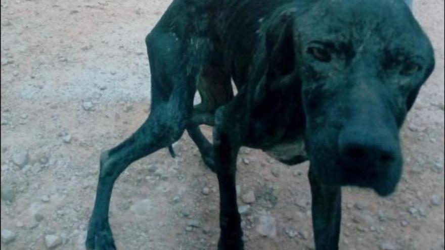 Detenido en Dénia por maltrato animal el dueño de dos perros desnutridos