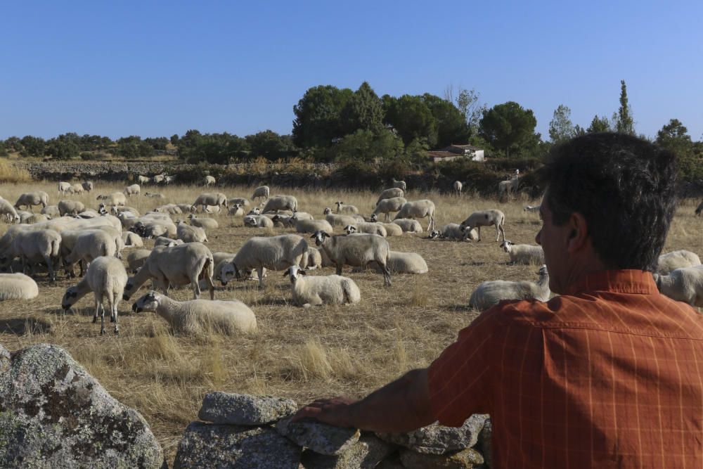 Zamora DesAparece|Bermillo