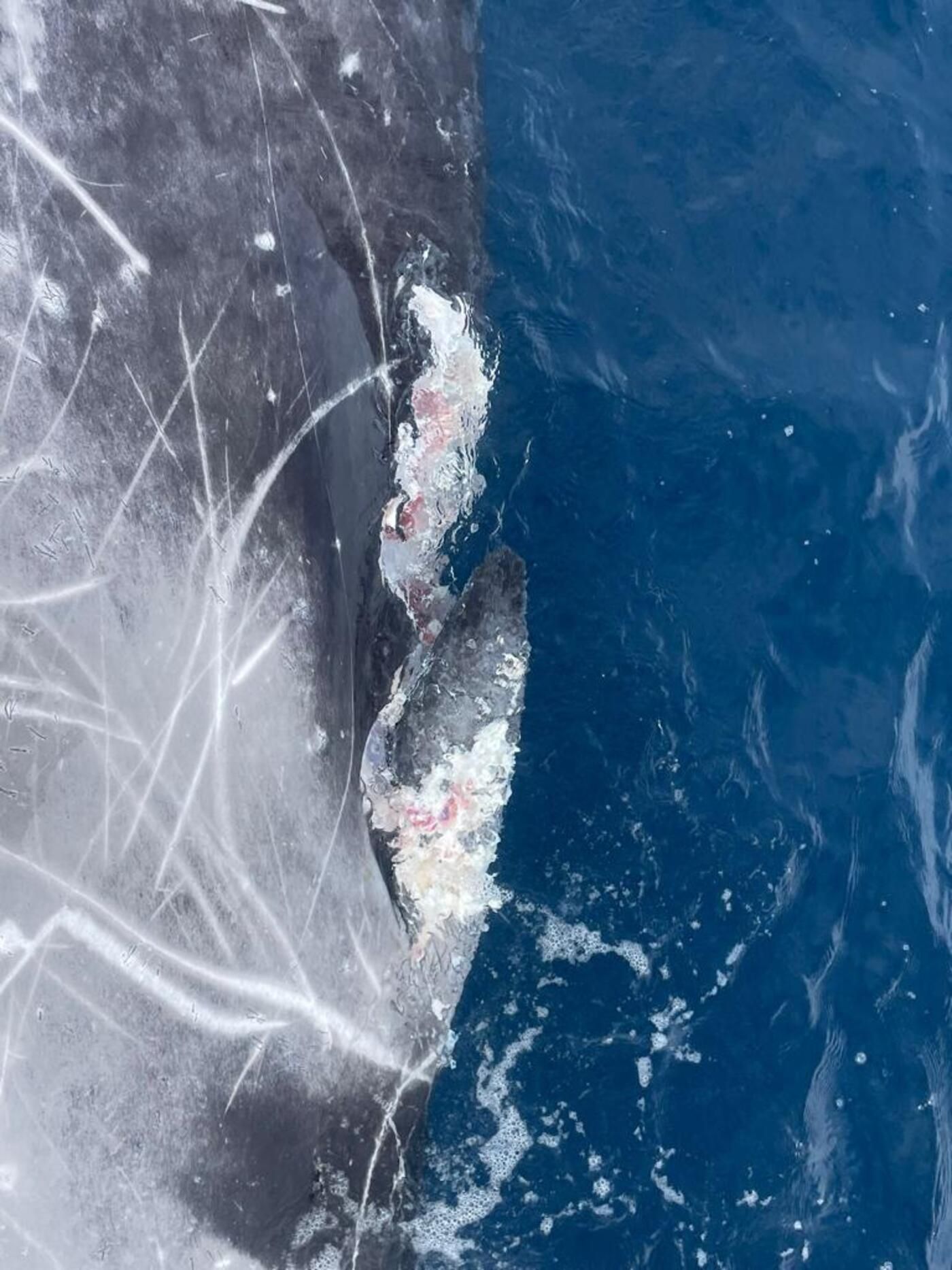 Zifio muerto a la deriva frente a Puerto Rico