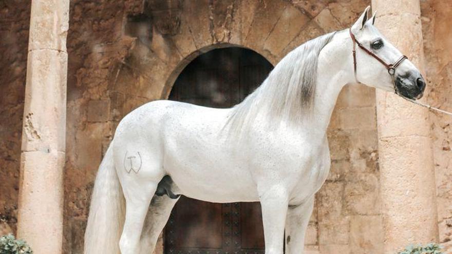 Betxí, el trampolín para ser el caballo más bonito del mundo