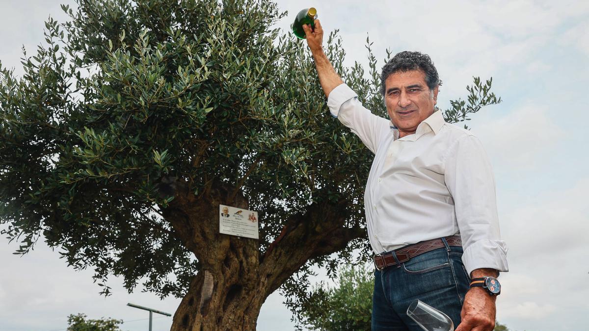 Aquilino Tuya, un "Grande de Semana Grande", escancia aceite delante de uno de sus olivos, en Mareo.