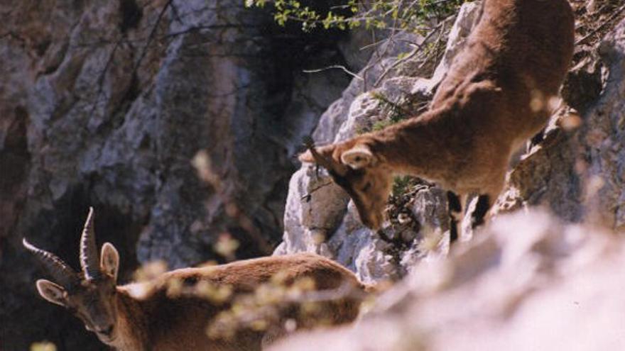 Los grandes mamíferos  cinegéticos se expanden por los bosques valencianos