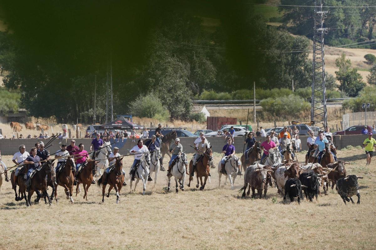 Tradición y espectación en el arranque de los espantes de Fuentesaúco Tradición y espectación en el arranque de los espantes de Fuentesaúco