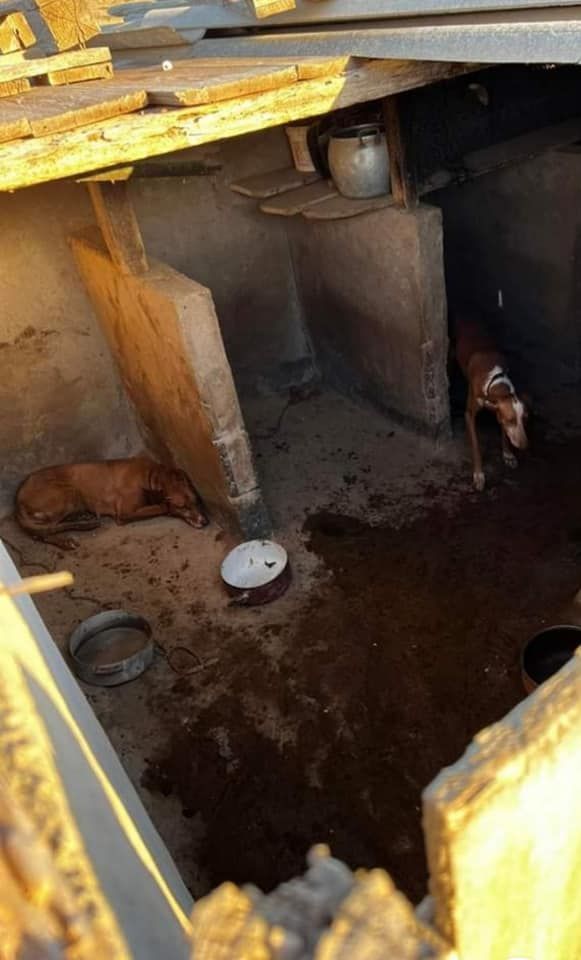 Animales en supuestos zulos o fincas ilegales en Lanzarote y La Graciosa denunciados por Ademal