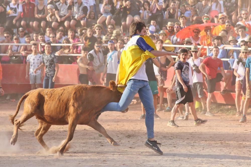 Les vaquetes de Santpedor en imatges