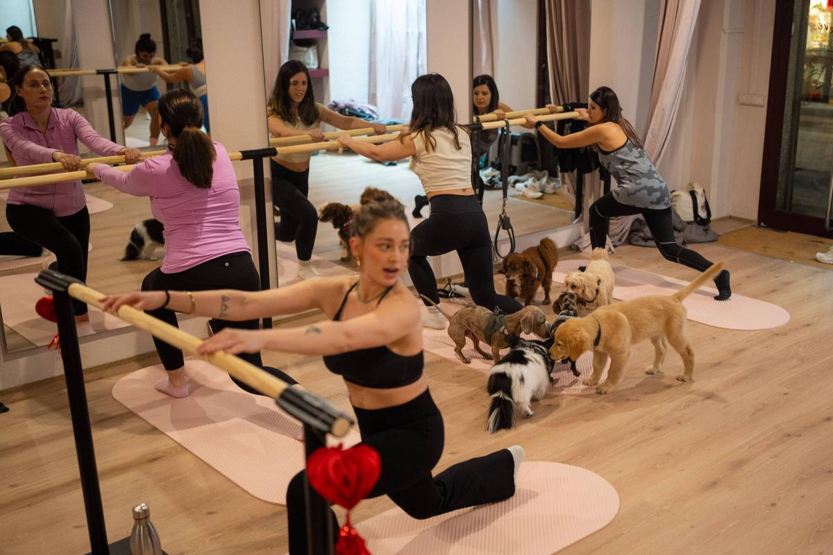 Barcelona 16/02/2026. Sociedad. Apertura de Élevé Barré Studio, un nuevo espacio pet friendly donde se practica fitness de barre acompañado de perros, combinando ejercicio y bienestar animal. Foto: Zowy Voeten / El Periódico.