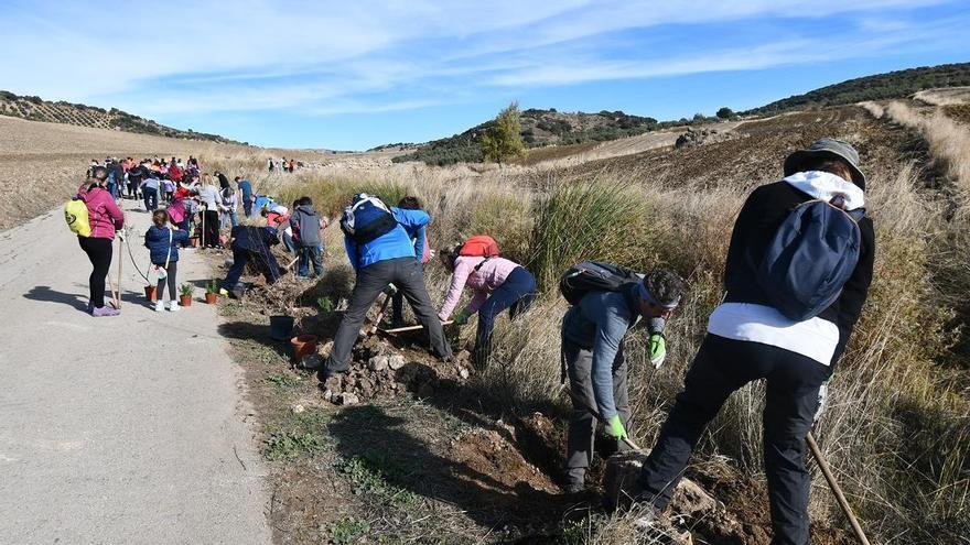 Más de 150 personas participan en una plantación de árboles en Cañete la Real