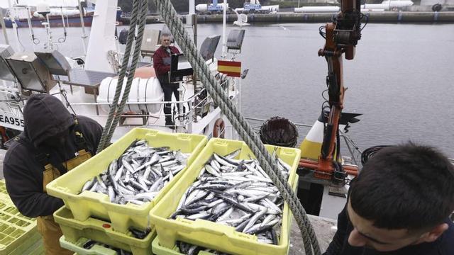 Una descarga de bocarte en el muelle pesquero avilesino, en 2025. | LUISMA MURIAS