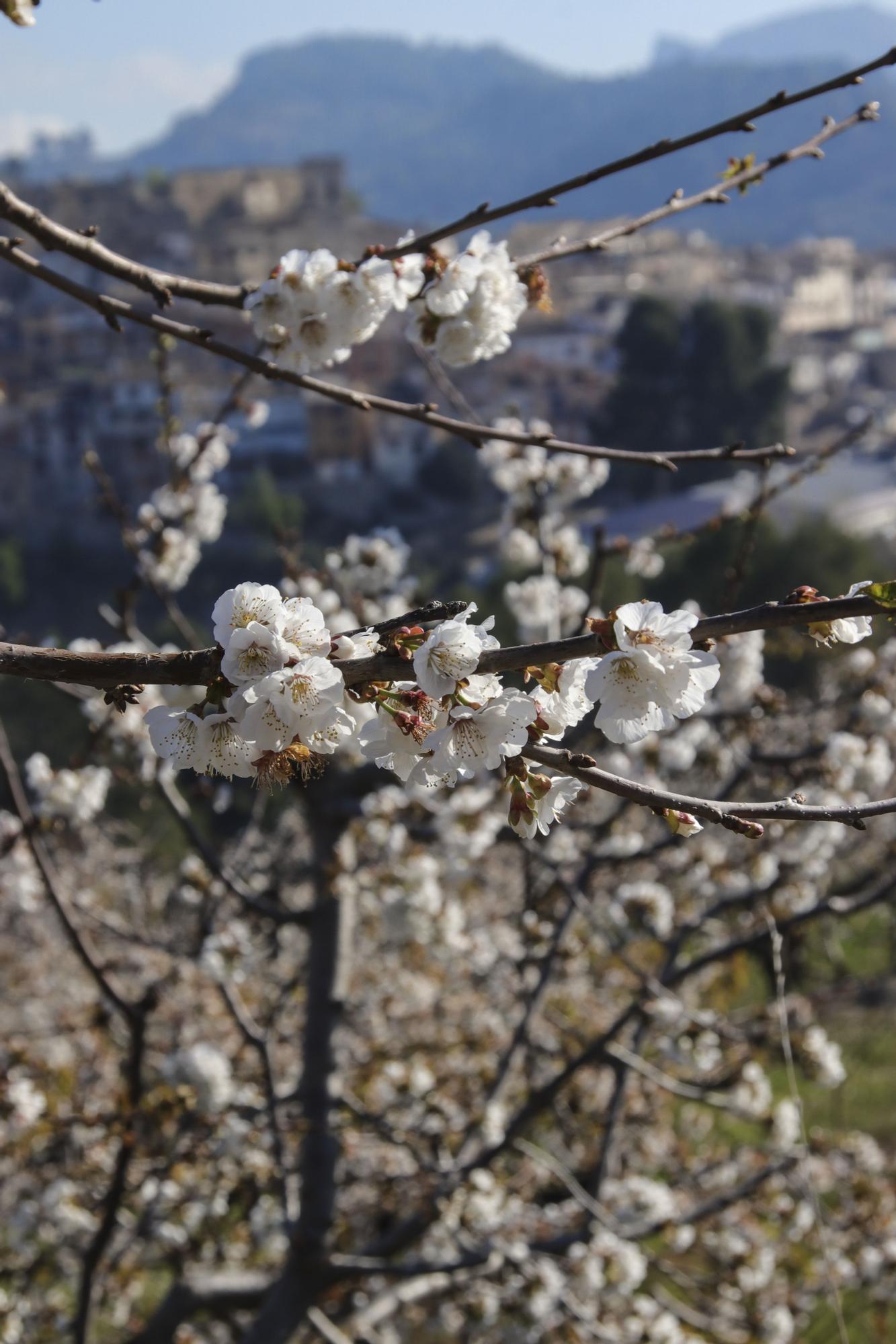 Cerezos en flor en Planes