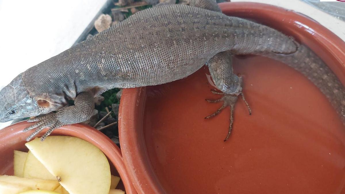 Imagen del lagarto de Gran Canaria capturado en una finca de Lajares, municipio de Betancuria..