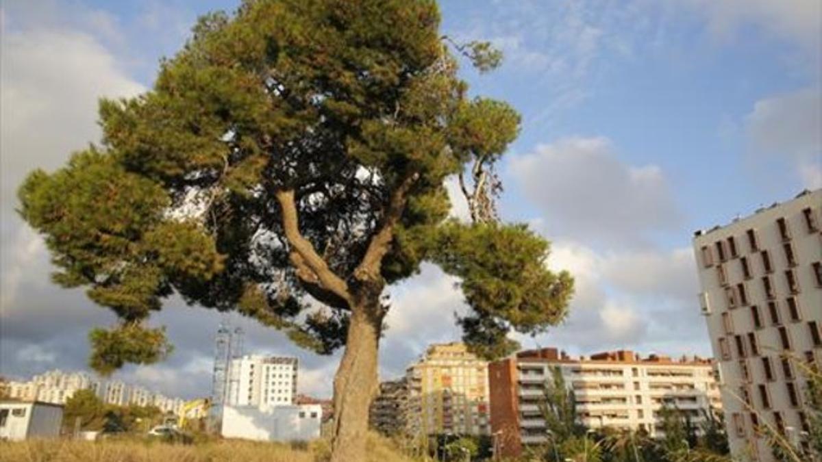 El Pi de la Remunta y sus 12 metros de altura.