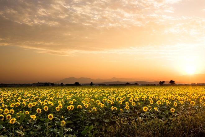 girasoles al atardecer