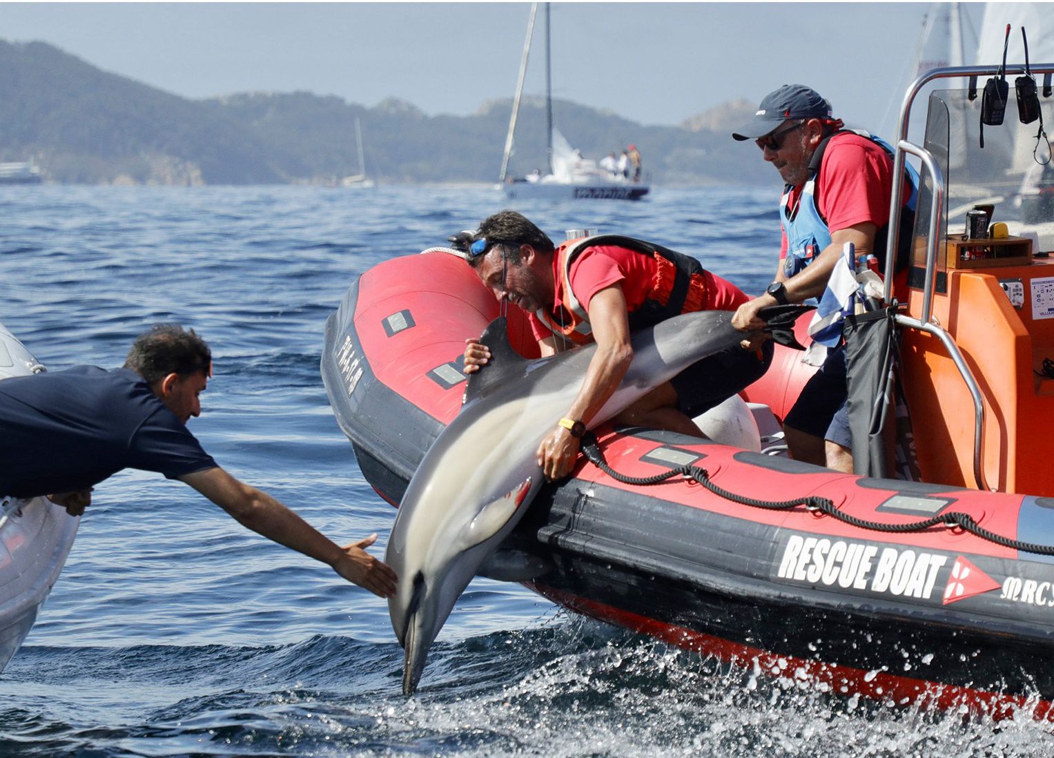 Los 'héroes' de Mundial de J80: liberan a un pequeño delfín atrapado en una red